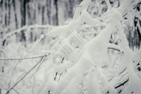 美丽的冬天白雪皑的森林图片