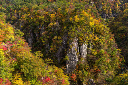 日本秋季鸣子峡谷图片