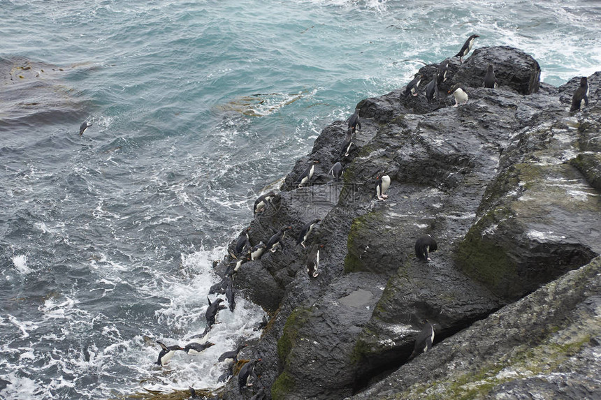 落石企鹅EudyptesChrysocome在福克兰群岛的Bleaker岛岩图片