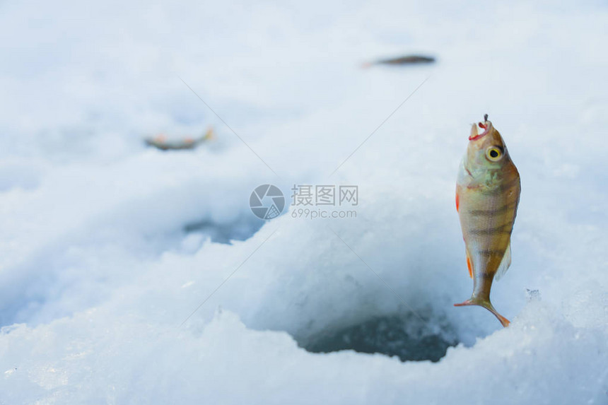 雪中的鱼图片