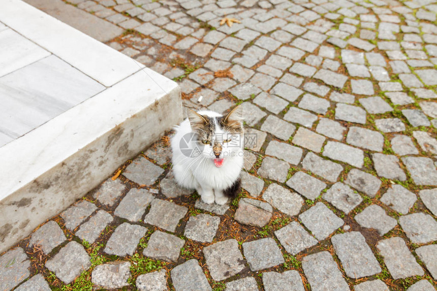 位于土耳其伊斯坦布尔伊斯坦布尔考古博物馆院子里的猫咪图片