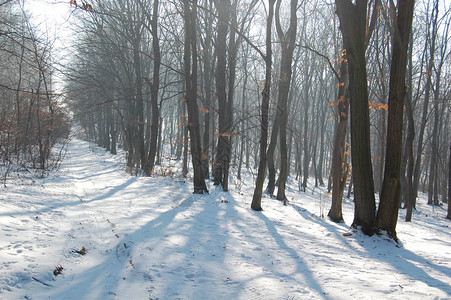 寒冷的冬天在树林里图片