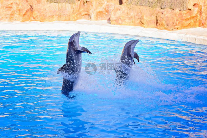 两只灰色海豚在水中戏弄图片