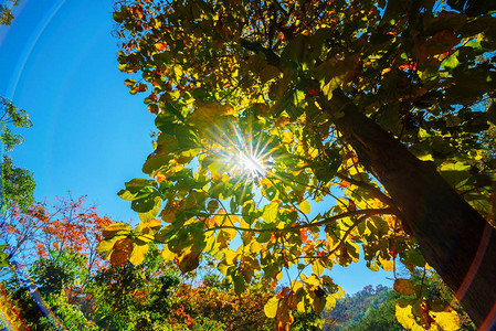 秋季森林树木图案寻找蓝天空图片