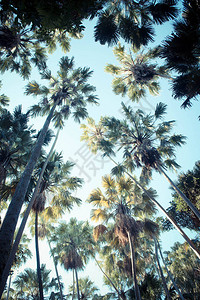 背景天空复古风格的棕榈树图片
