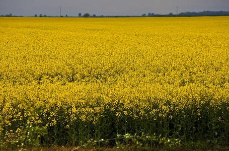 村庄附近的黄色图片