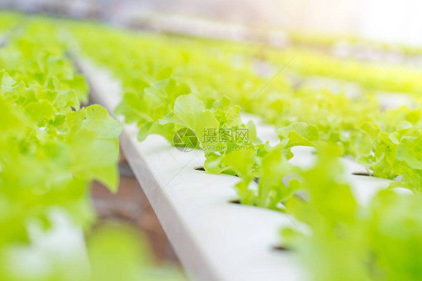 绿色橡树生菜水栽培植物农业植物蔬菜以健图片