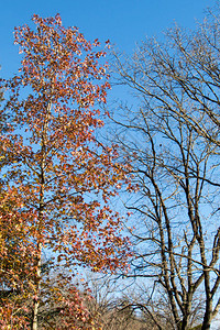 秋天的黄叶秋树图片