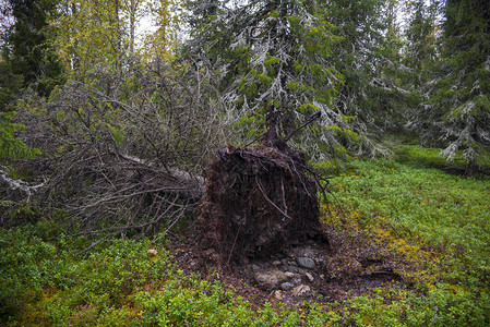 飓风过后大树倒塌俄图片