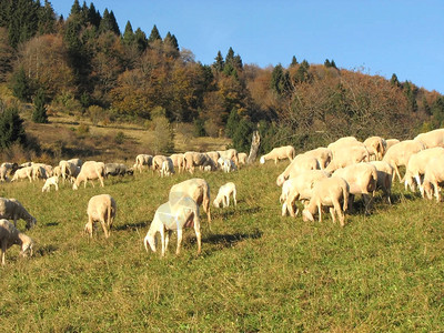 山地草原上放牧的羊群中有图片