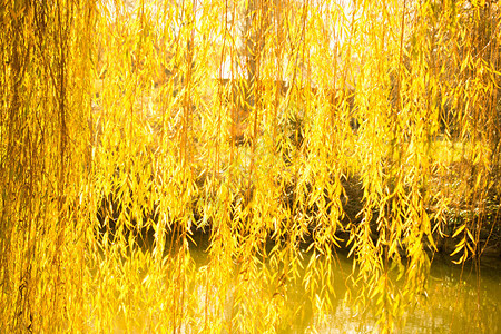 秋叶池边黄柳枝图片