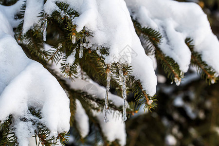 冬季寒雪覆盖树木冬图片