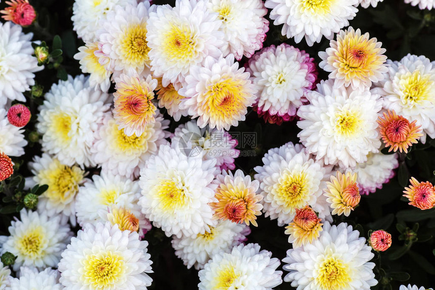 有许多美丽的白菊花作图片