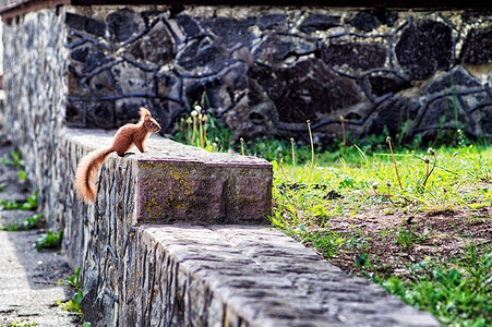 红松鼠早上坐在公园的岩石上图片