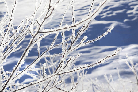 冬季寒冻结的树图片