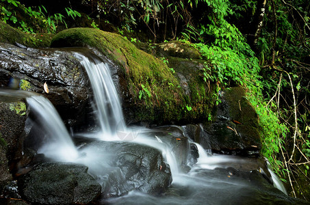 泰国森林里的小水滴图片