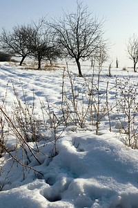 冬天的雪景和森林图片