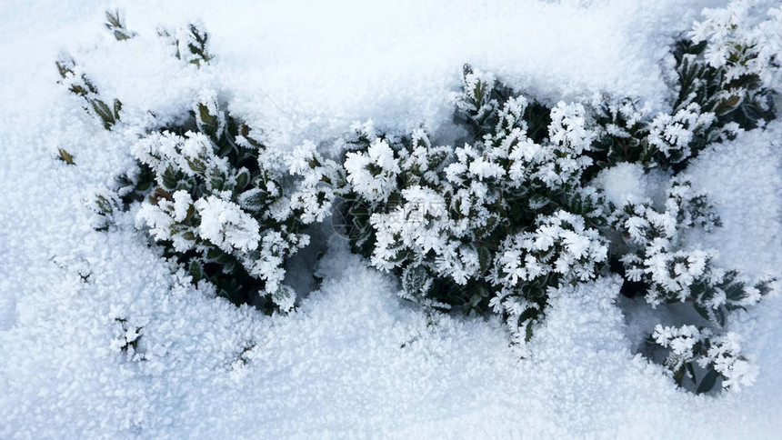 雪中深绿色灌木的顶端景色图片