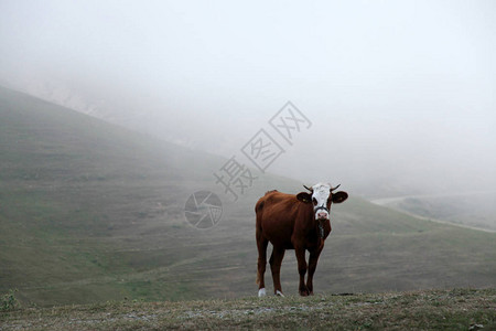 雾山放牧牛图片