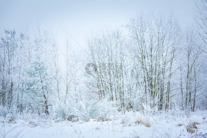 与白霜树木的冬季景观在寒冷和多云的日子拍摄的图片
