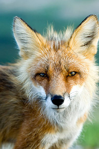 阿拉斯加红狐狸图片