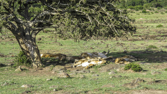 非洲凯尼亚狮子们在马赛拉公园的图片