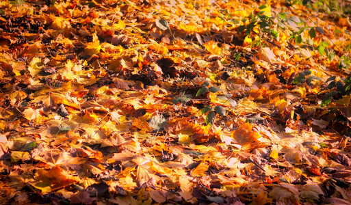 地面的秋叶图片