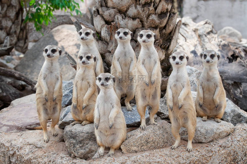 Meerkat家庭是日光浴动物来自图片