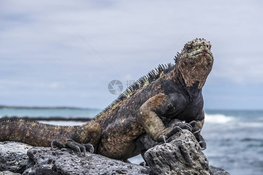 厄瓜多尔加拉帕戈斯公园圣地亚哥岛上的海鬣蜥海鬣蜥只在加拉帕图片