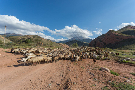 吉尔斯坦山区的羊群图片