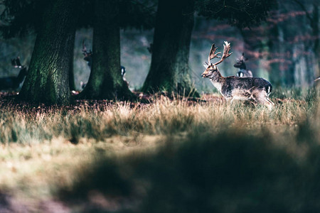 小鹿穿过森林中的高草图片