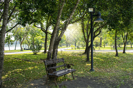 曼谷花园公的一棵树和图片