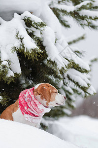 冬天大自然中的小猎犬图片