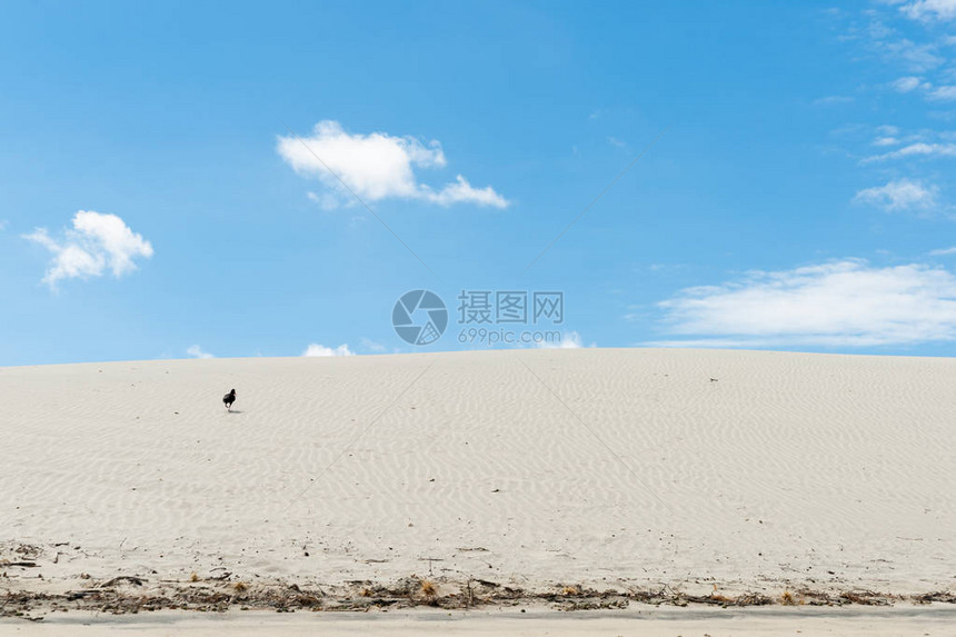 风湿型沙丘升至地平线和蓝天空黑牡蛎捕猎者图片