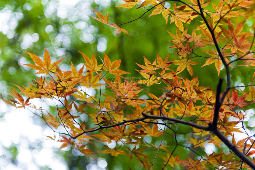 秋天在日本京都的SekizanZe图片