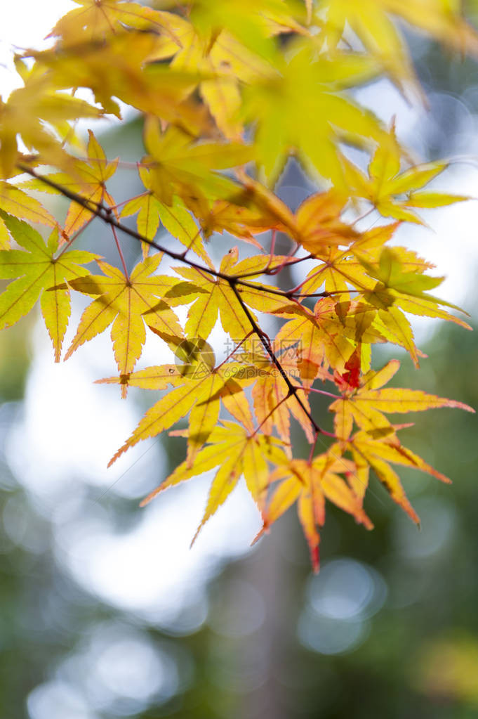 日本京都SekizanZenin寺秋天黄色和红图片