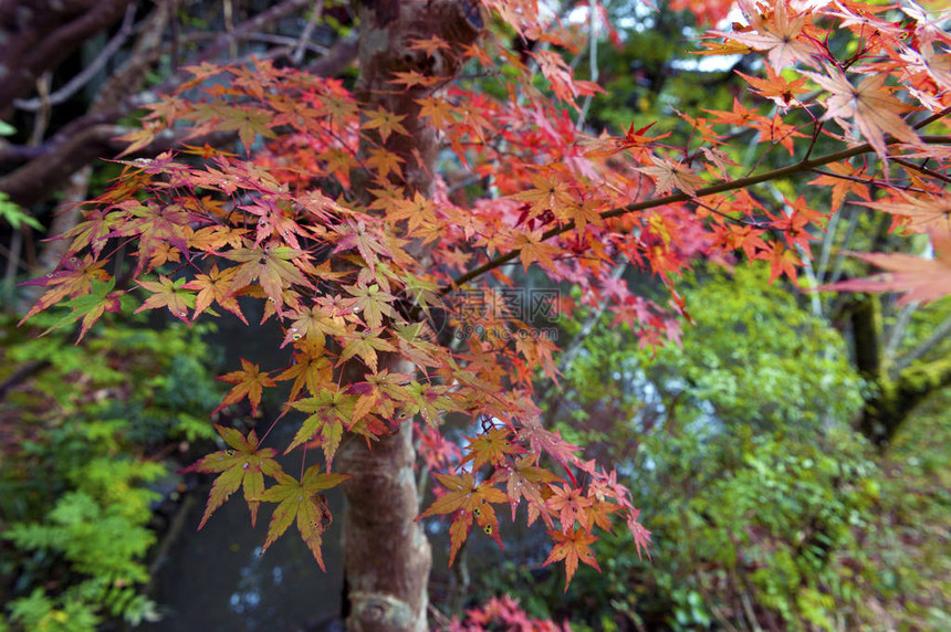 秋天在日本京都的SekizanZe图片