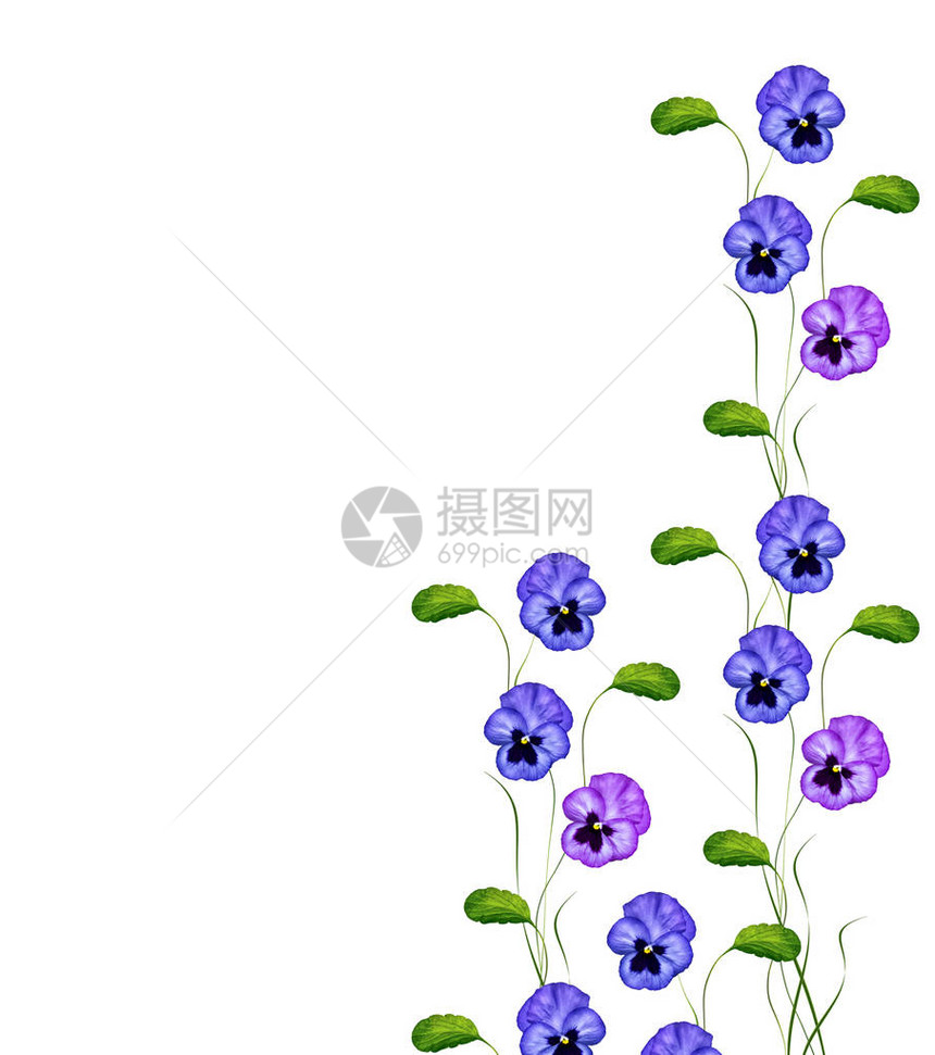 白底绿叶三色堇紫罗兰图片