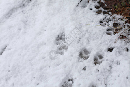 在雪地里关闭狗轨道图片