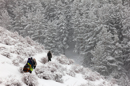 在冬季森林中徒步旅行哈图片