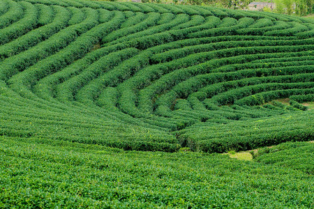 泰国清莱的茶园景观图片