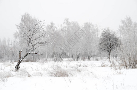 有雪的树木的冬季景观图片