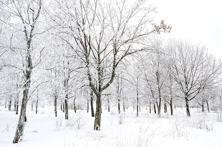 有雪的树木的冬季景观背景图片