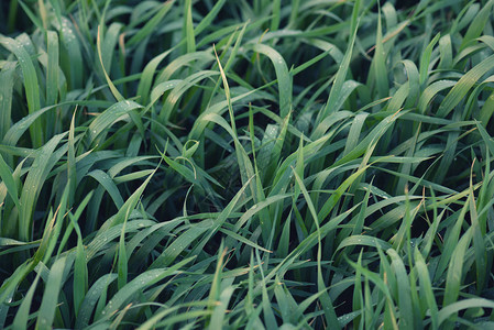 以田野上的草为背景夏季的农业构成图片