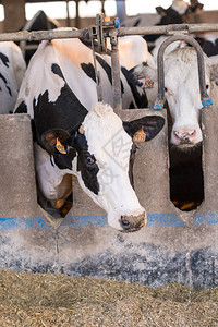 牛在谷仓里吃干草的背景图片