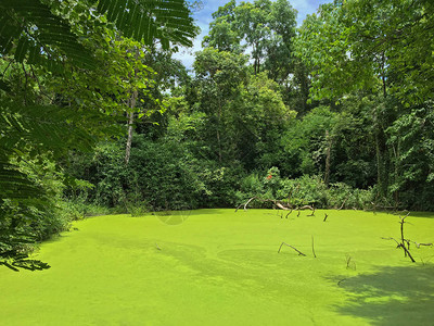 亚洲泰国热带森林中的大树环绕着水生Azolla的绿池塘图片