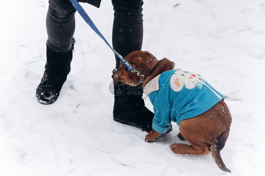 女孩和可爱的小狗在寒冷的寒雪图片