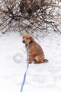 白雪皑的冬季公园棕色小狗的肖像图片