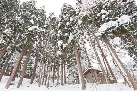 森林中雪树的冬季景观图片