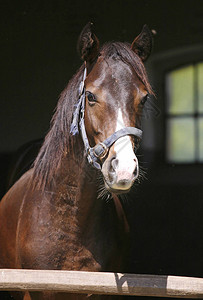 纯种马在动物农场的黑色背景下摆姿势图片